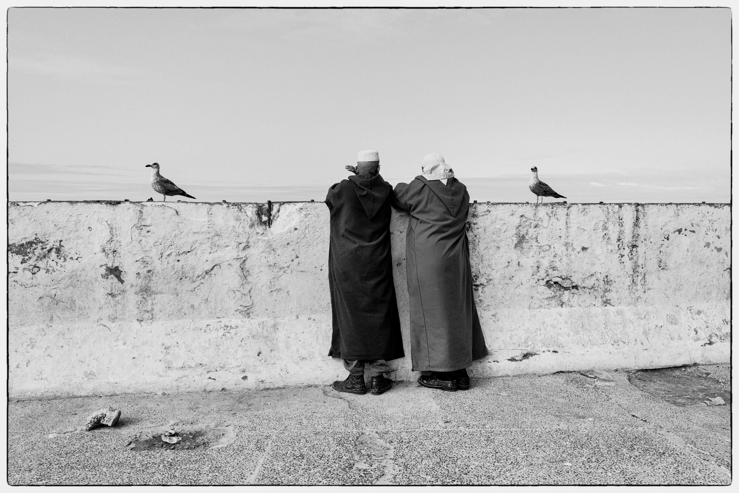 Les mouettes d'Essaouira