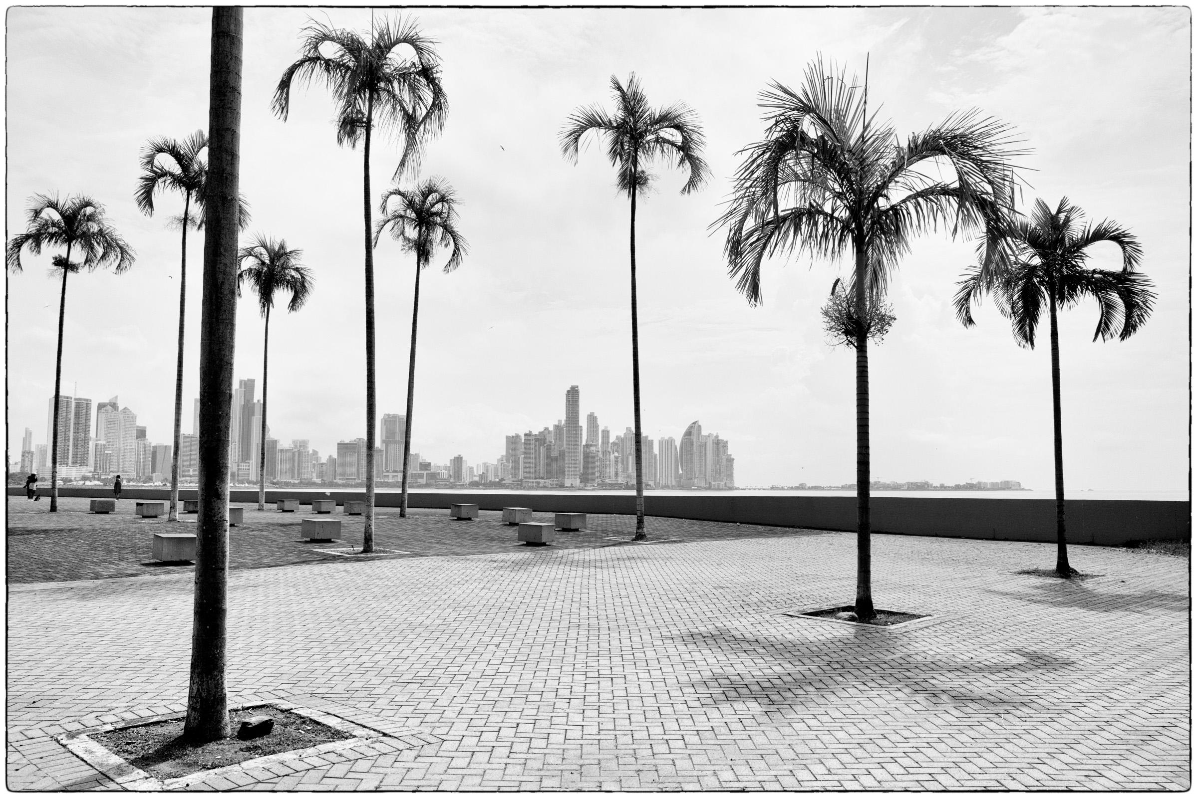 Palmiers Urbains