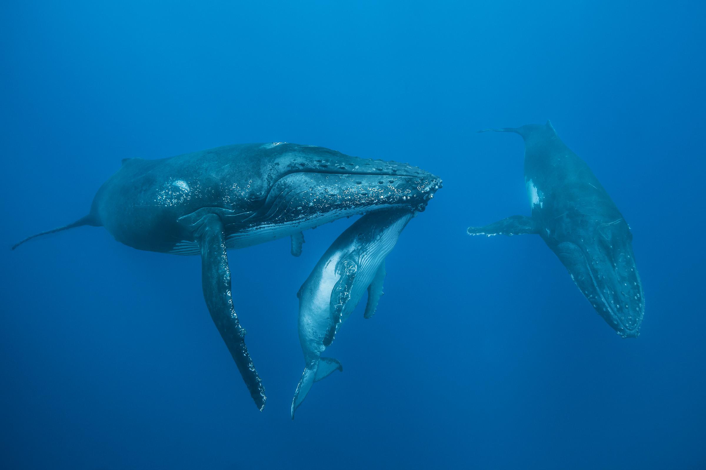 Le Trio des Profondeurs
