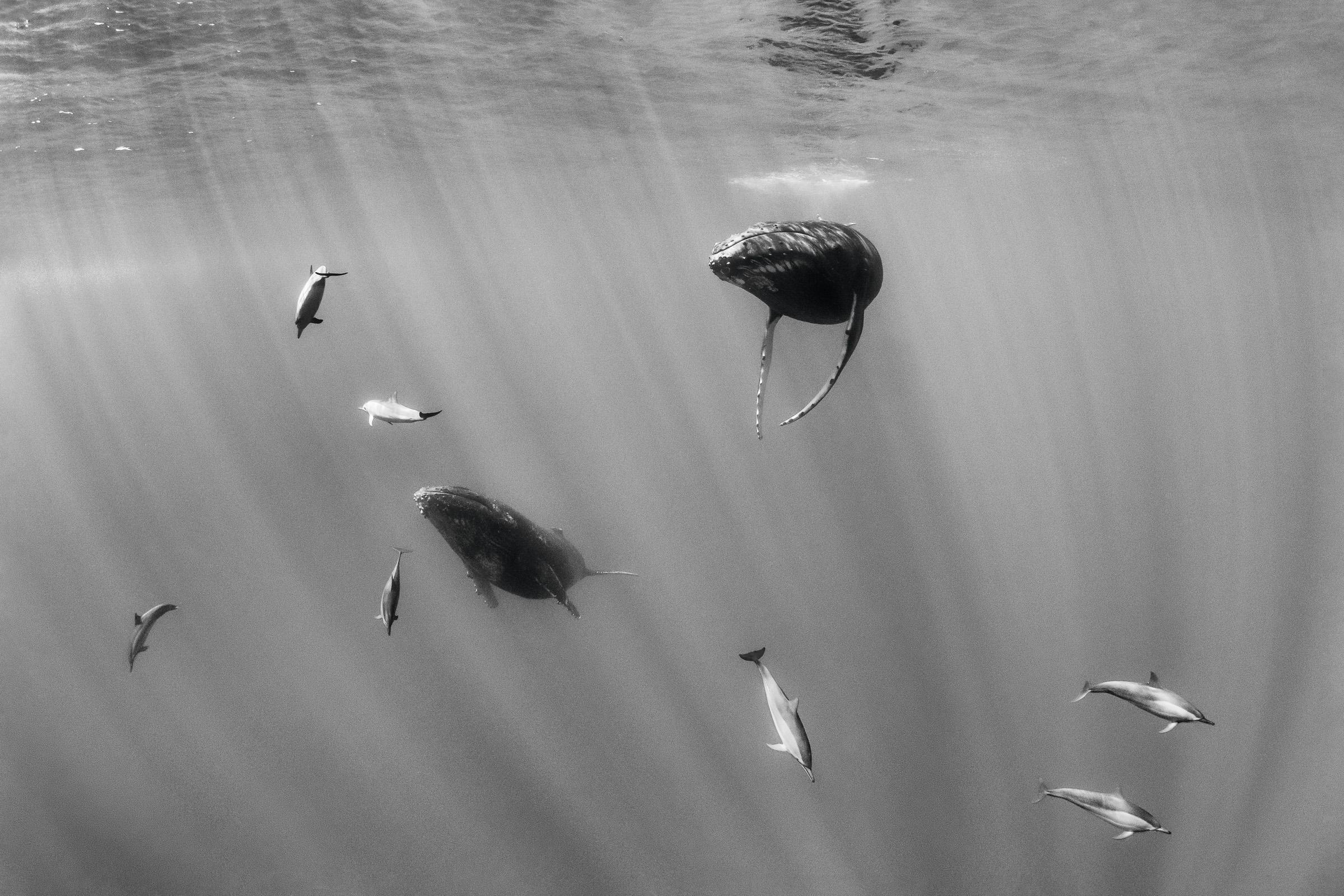 Symphonie en Lumière