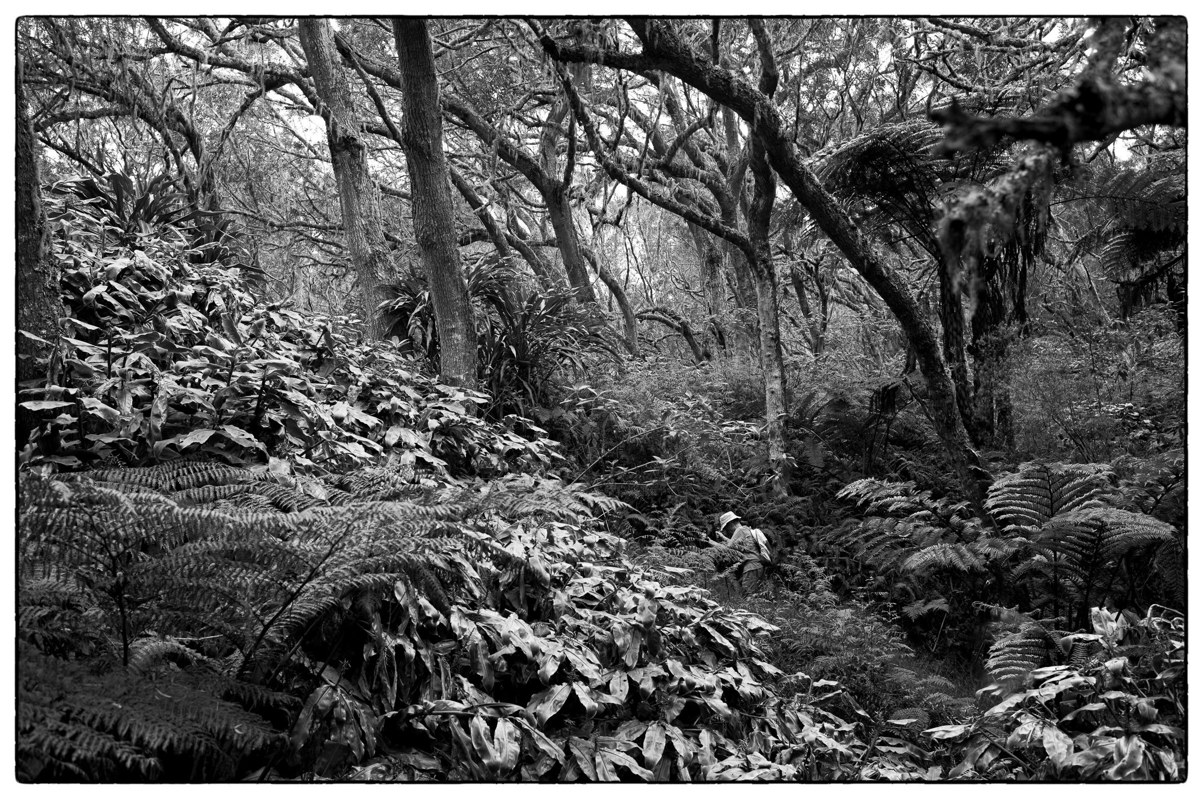 Forêt Ancienne