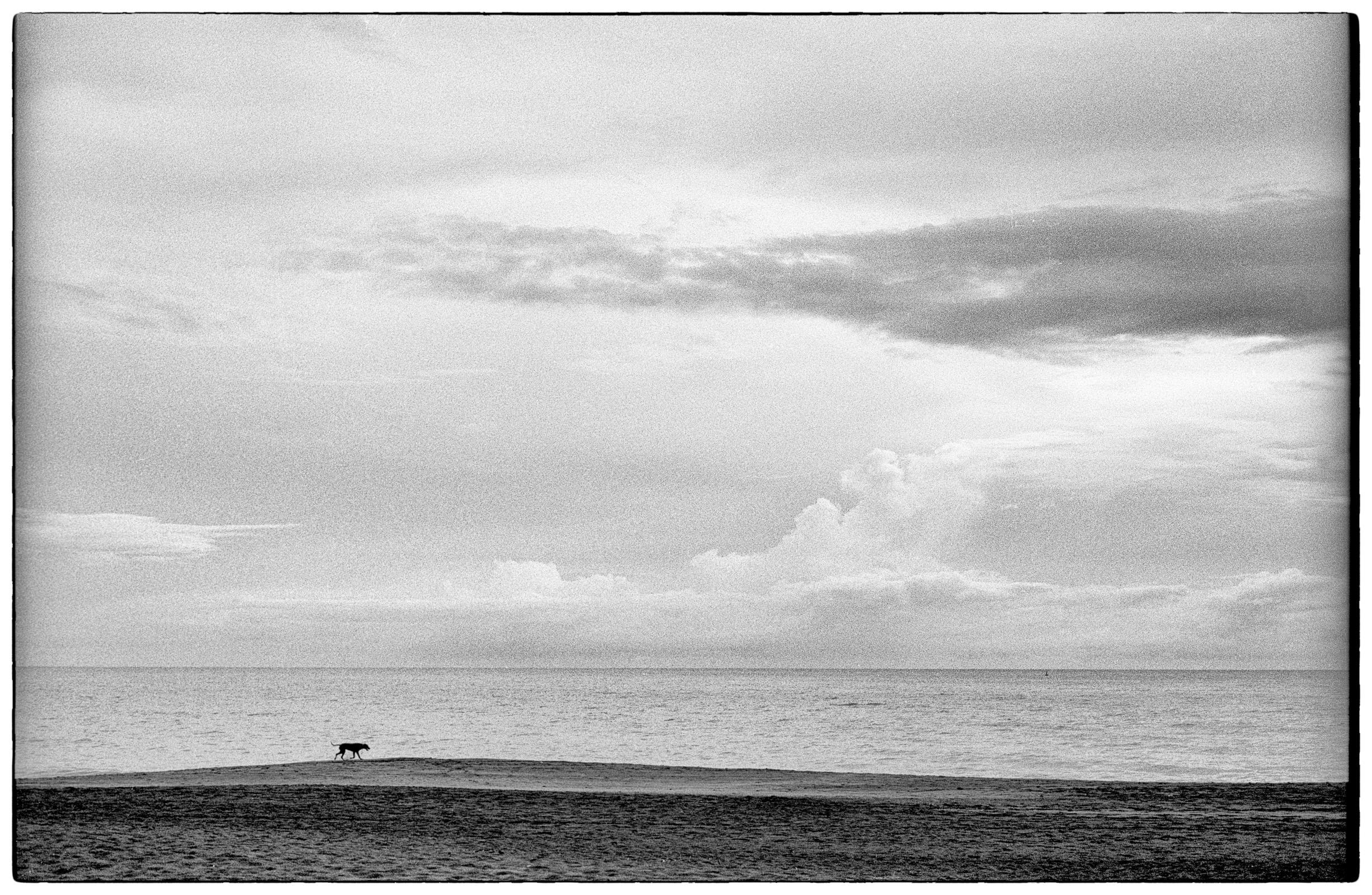 Chien solitaire