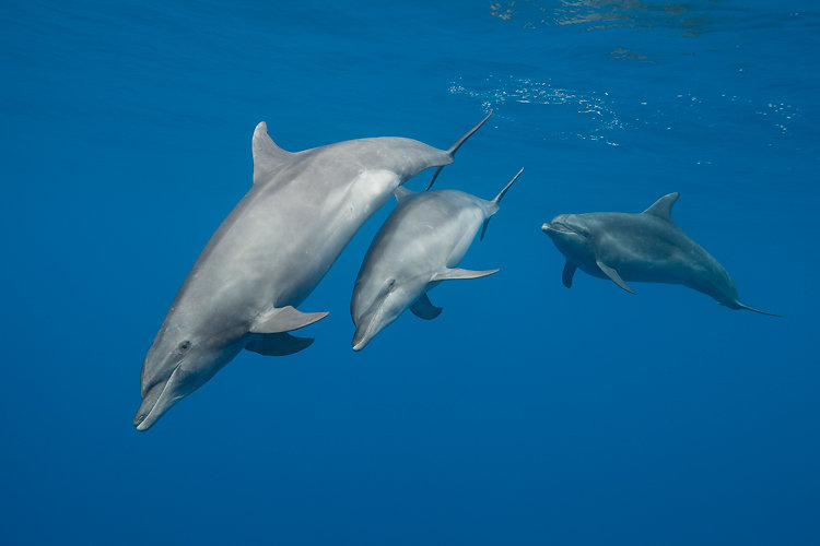 dauphins ile de la reunion