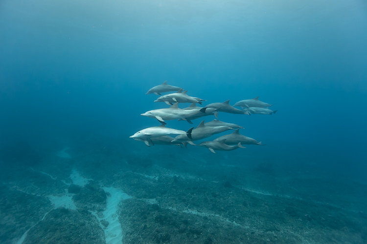 dauphins ile de la reunion