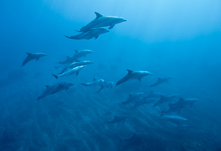 dauphins ile de la reunion