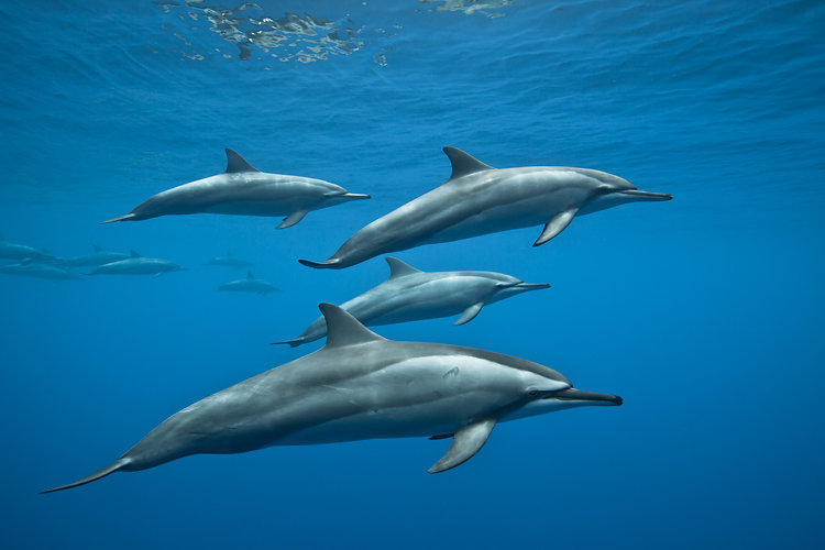 dauphins ile de la reunion