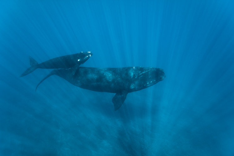 baleine franche reunion