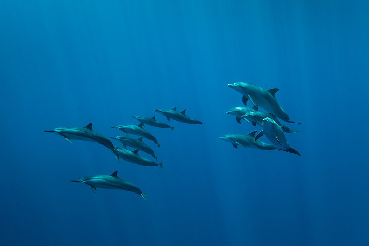 dauphins ile de la reunion