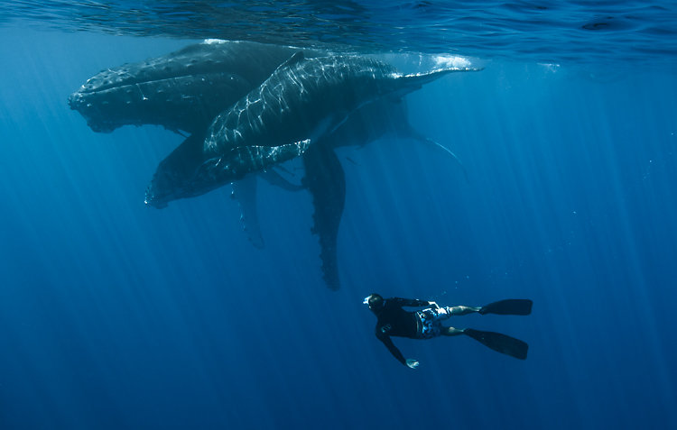 baleine ile de la reunion