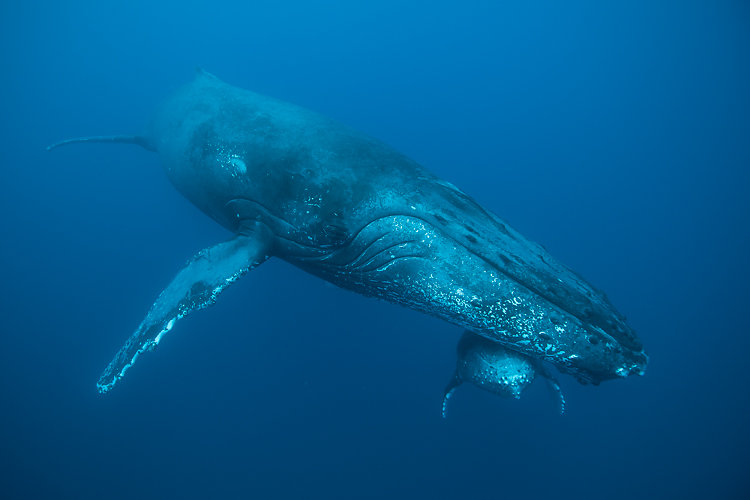 baleine ile de la reunion