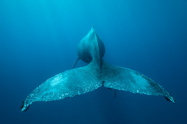 baleine ile de la reunion