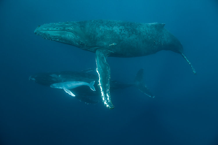 baleine ile de la reunion