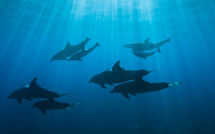 dauphins ile de la reunion