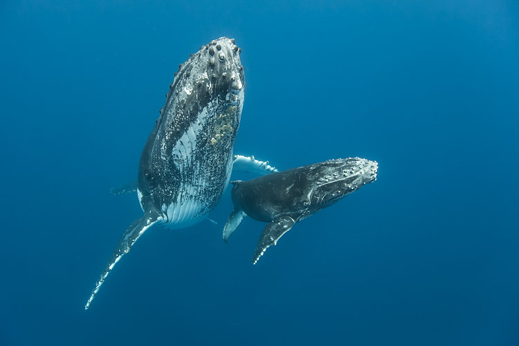 baleine ile de la reunion