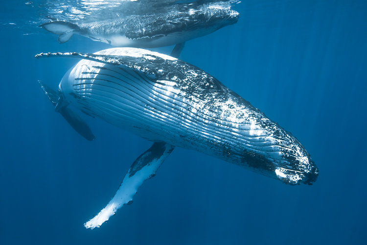 baleine ile de la reunion