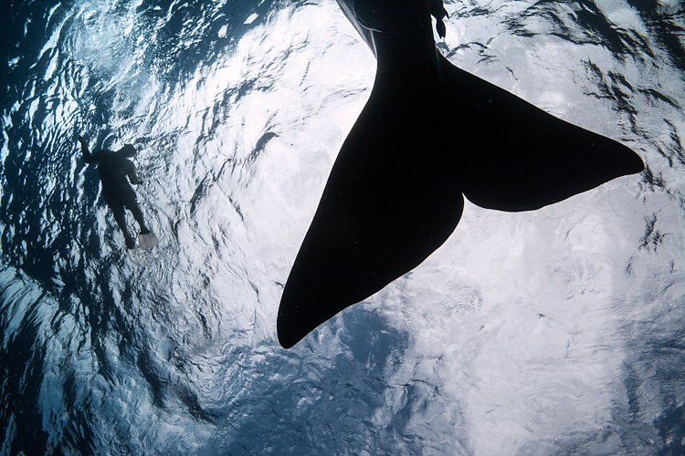 tail and diver spermwhales