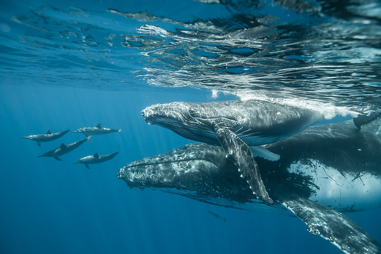 baleine ile de la reunion
