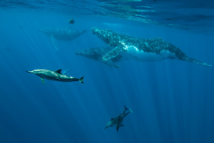 whales & dolphin ile de la reunion