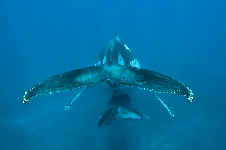 baleine ile de la reunion