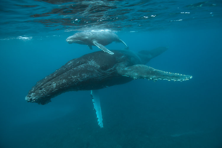 baleine ile de la reunion