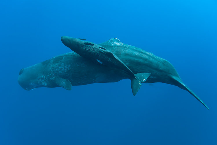 baleine ile de la reunion