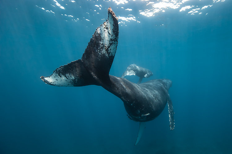 baleine 1 humpbackwhales