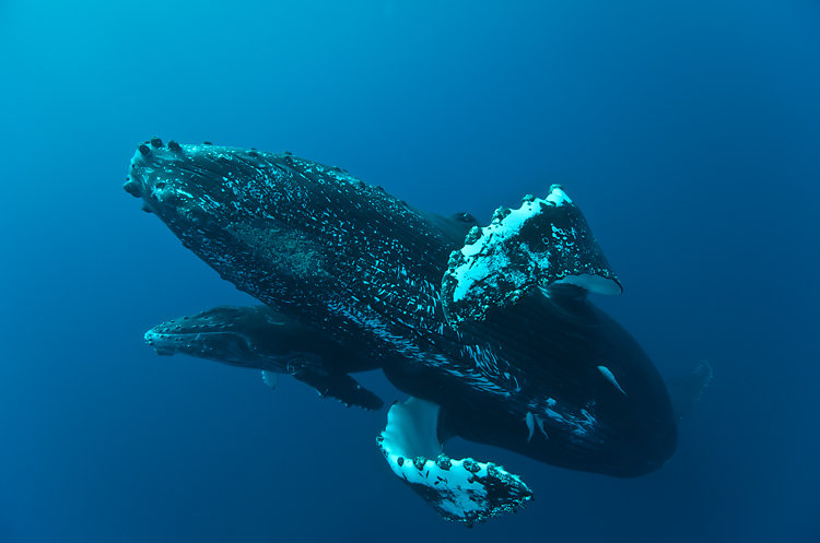 baleine ile de la reunion