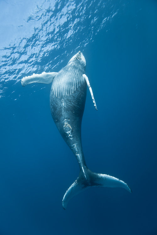 baleines ile de la reunion