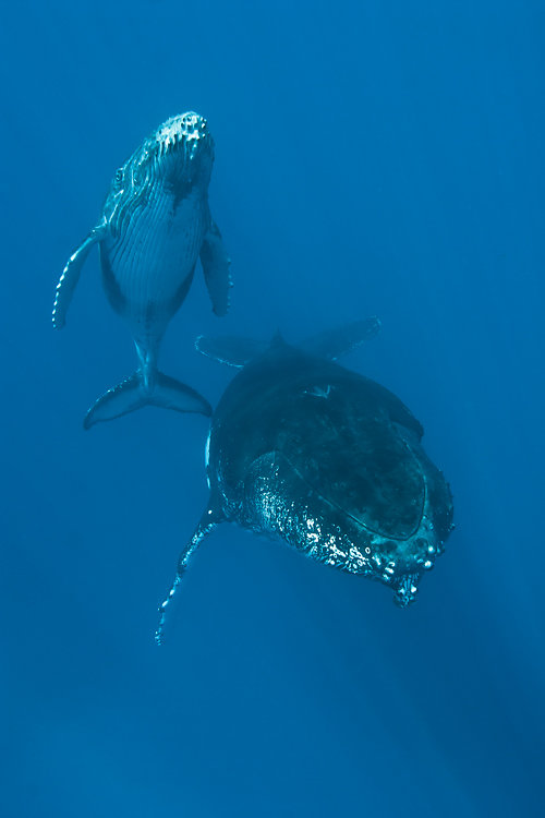 baleines ile de la reunion