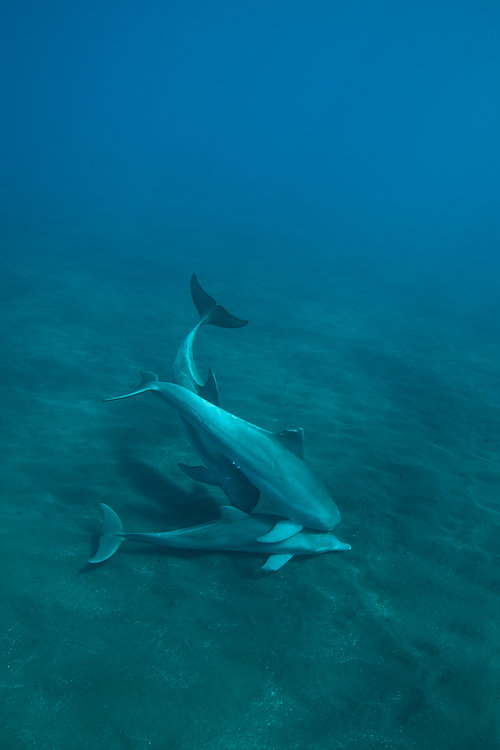 dauphins ile de la reunion