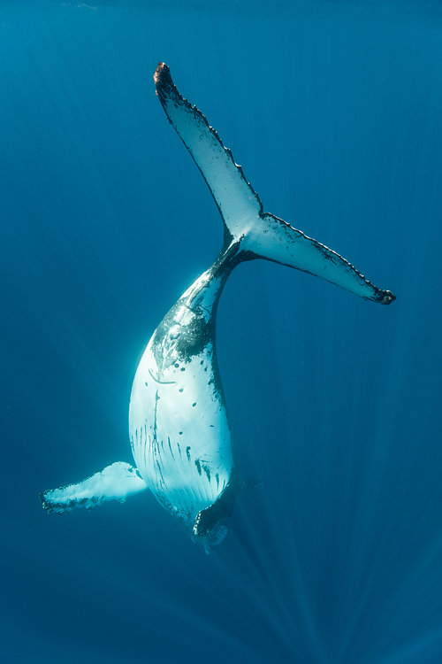 baleine ile de la reunion